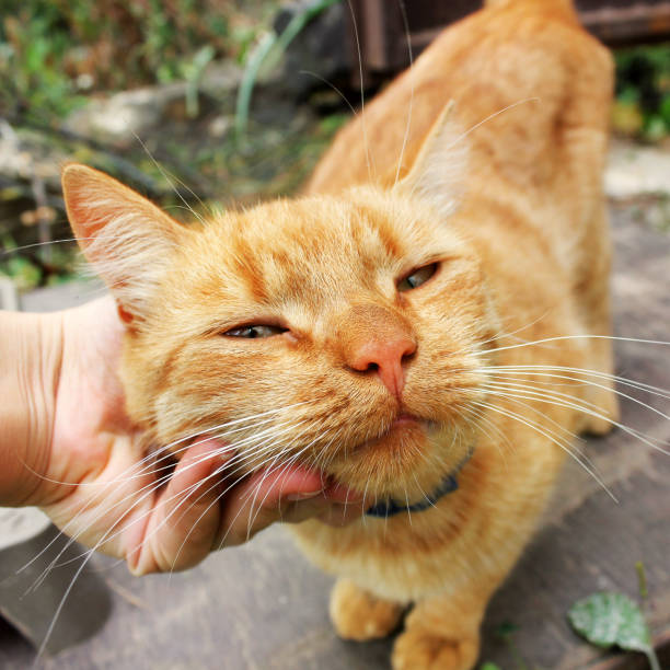 istock Ginger cat. Cat head in hand 1169295490