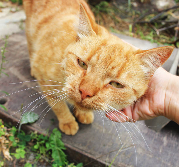 istock Ginger cat. Cat head in hand 1169295612