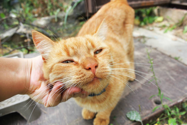 istock Ginger cat. Cat head in hand 1169295642