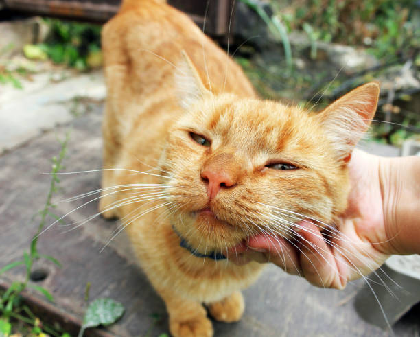 istock Ginger cat. Cat head in hand 1169295662