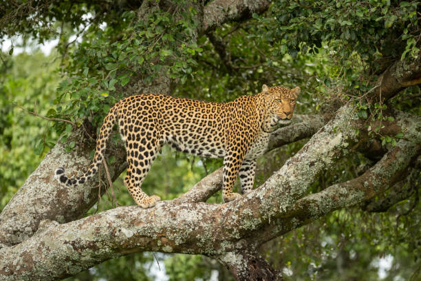 istock Leopard stands on lichen-covered branch facing right 1169297297