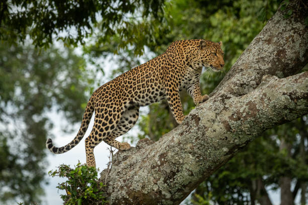 istock Leopard walks up lichen-covered branch lifting foot 1169297377