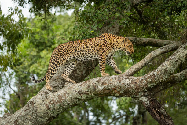 istock Leopard walks up lichen-covered branch lifting paw 1169297435