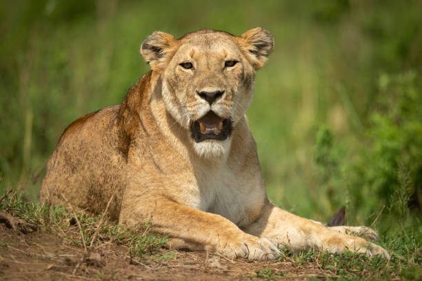 istock Lioness lies in grass staring at camera 1169297547