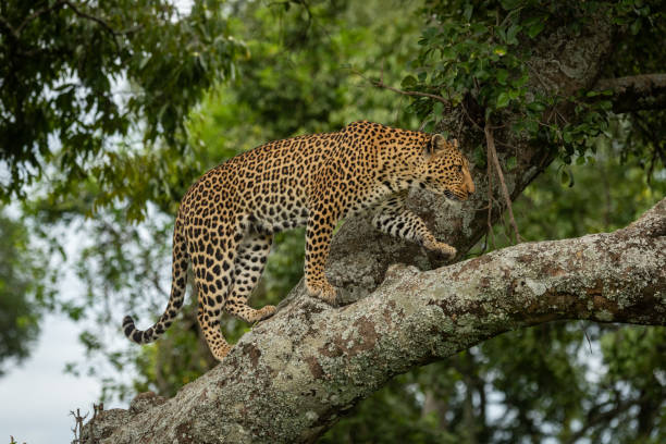 istock Leopard walking up lichen-covered branch lifting paw 1169297591
