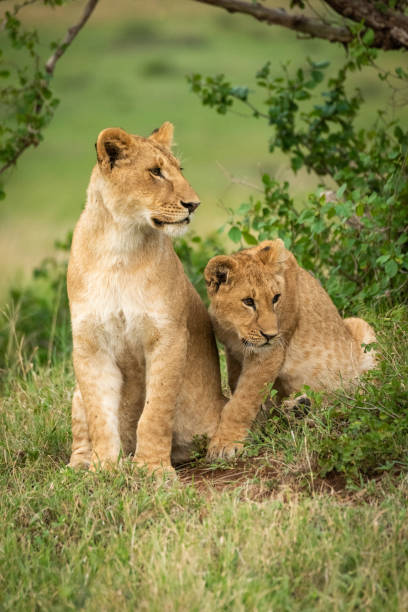 istock Lion cubs sit in bushes looking right 1169297596