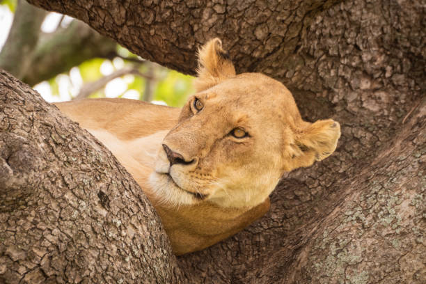istock Lioness lies in tree looking over savannah 1169297599