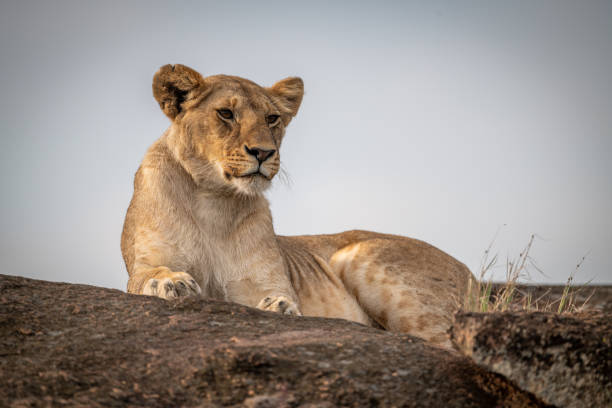 istock Lioness lies on rocks under blue sky 1169297684