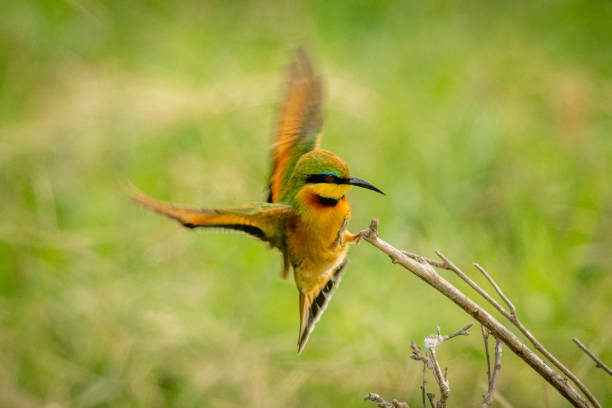 istock Little bee-eater flaps wings landing on branch 1169297709