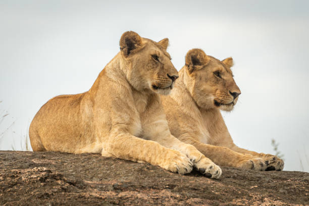 istock Lionesses lie mirroring each other on rock 1169297769