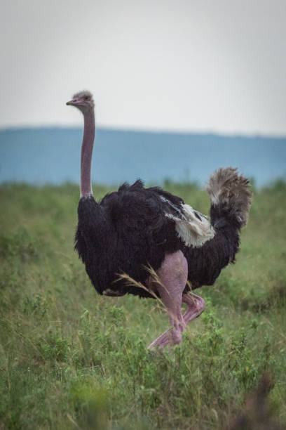 istock Male common ostrich walks in long grass 1169297778