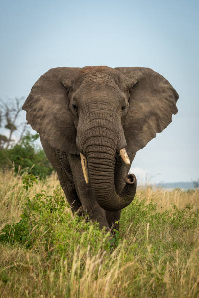 istock Male African bush elephant stands curling trunk 1169297787