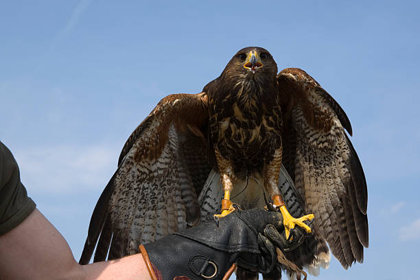 istock trained buzzard perched on a falconer's glove 116929787