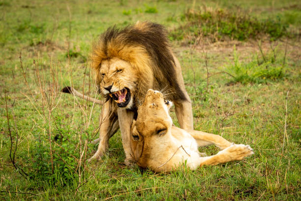 istock Male lion bares teeth mating in grass 1169298443