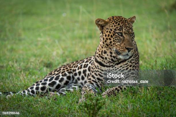 เสือดาวเพศผู้นอนอยู่ในหญ้ามองขวา ภาพสต็อก - ดาวน์โหลดรูปภาพตอนนี้ - กลางแจ้ง - การตั้งค่า, การถ่ายภาพ - ภาพ, การท่องเที่ยวล่าสัตว์