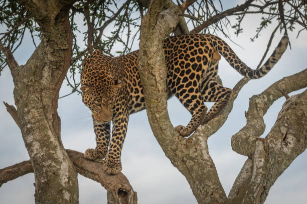 istock Male leopard stands on branches looking down 1169298451