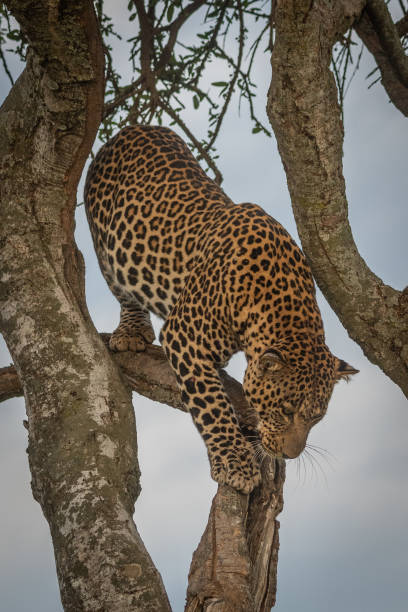 istock Male leopard walks down branch of tree 1169298456