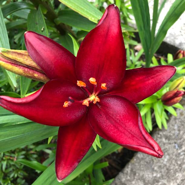 istock Red  asiatic lily 1169298797