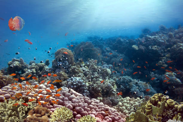 istock Beautiful underwater world with corals and jellyfish 1169298858