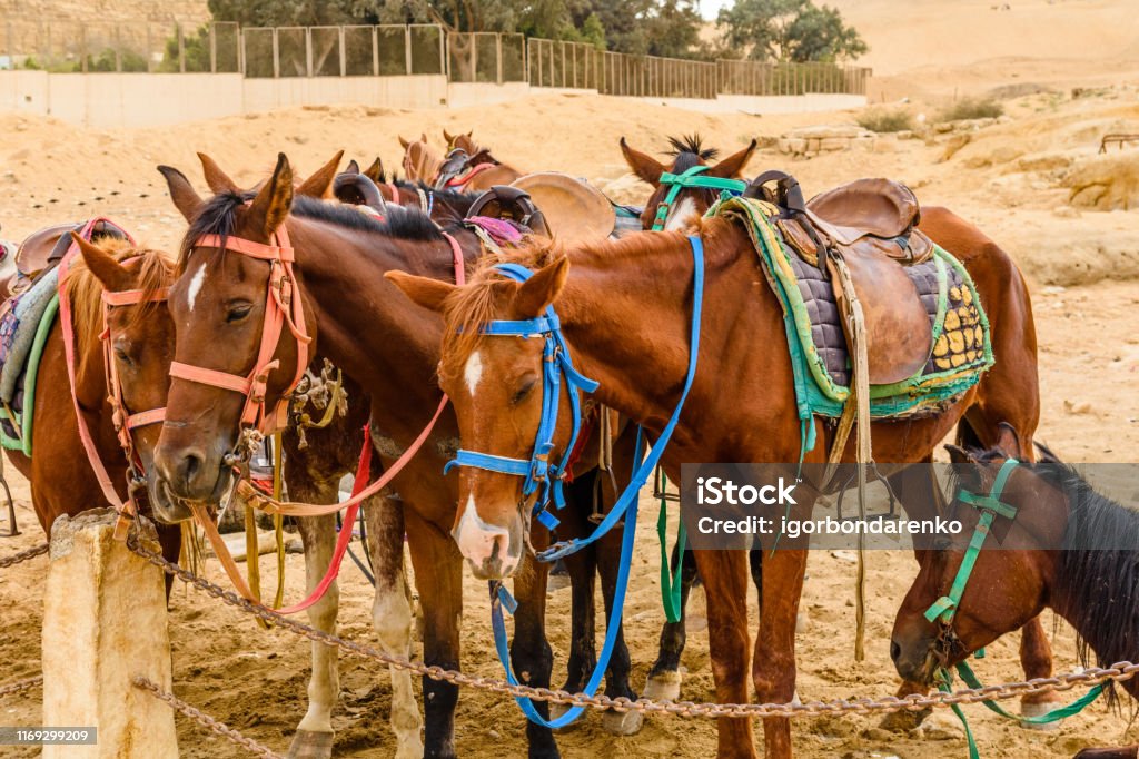 Horses near the great pyramids in Giza, Egypt Horses near great pyramids in Giza, Egypt Ancient Stock Photo