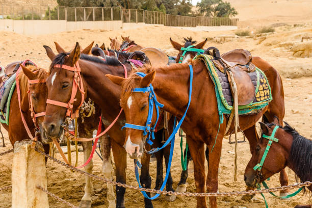 Horses near the great pyramids in Giza, Egypt stock photo