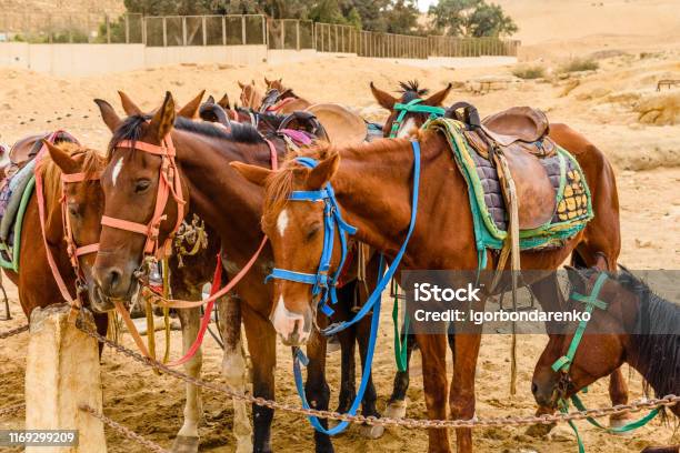 Horses Near The Great Pyramids In Giza Egypt Stock Photo - Download Image Now - Ancient, Horse, Africa