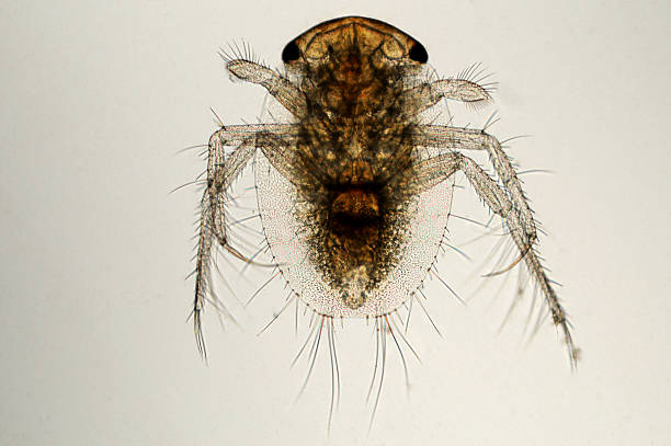 istock water boatman nymph  Corixa species 116929970