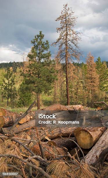 Ponderosa Pines Morto Ucciso Da Verde Scarabeo - Fotografie stock e altre immagini di Ago - Parte della pianta - Ago - Parte della pianta, Albero, Ambientazione esterna