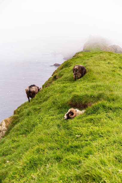 istock Faroese sheeps resting on grass cliff. Mykines island, Faroe. 1169300436