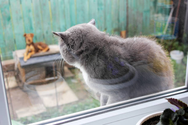 istock Cat in the window. Gray cat 1169300621