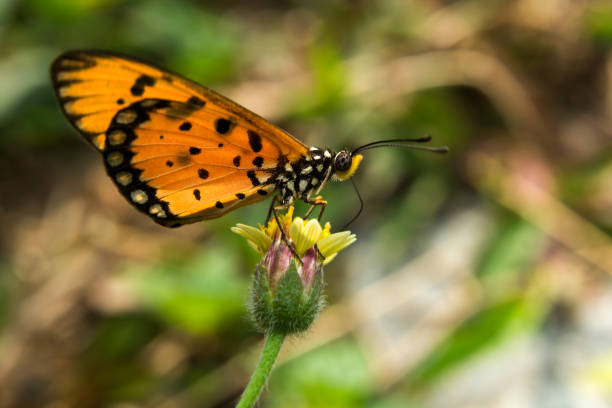 istock Butterfly in the Garden 1169300858