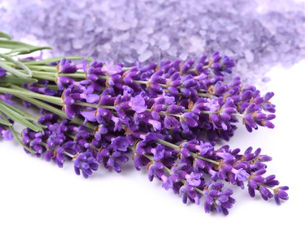 istock Bouquet of lavender. 1169301685