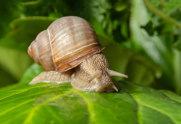 istock Garden snail on a large sheet 1169301717