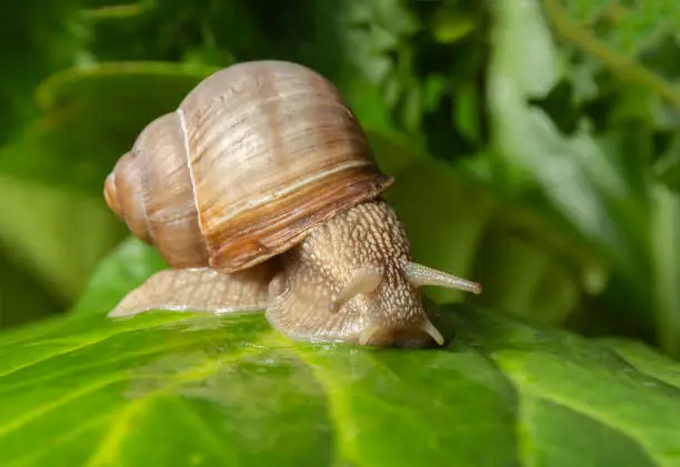 Photo of Garden snail on a large sheet