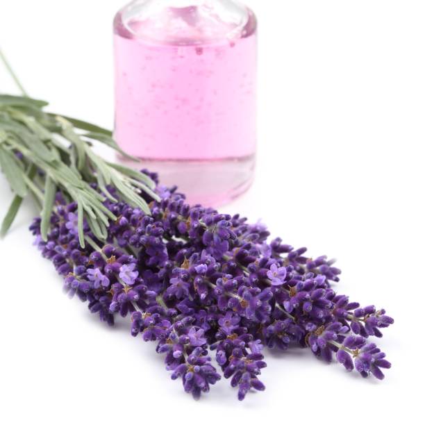 istock Bouquet of lavender. 1169302440