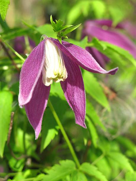 Clematis alpina Ruby  clematis alpina stock pictures, royalty-free photos & images