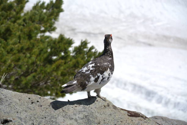 istock Ptarmigan in Tateyama Kurobe , Japan 1169305853