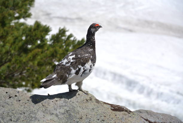 istock Ptarmigan in Tateyama Kurobe , Japan 1169305854