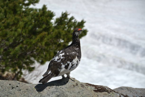 istock Ptarmigan in Tateyama Kurobe , Japan 1169306178