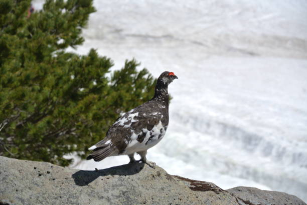 istock Ptarmigan in Tateyama Kurobe , Japan 1169306184