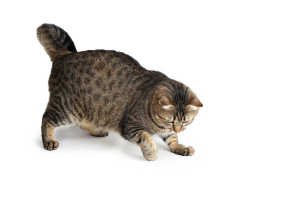 istock Beautiful cat on white background 1169308039