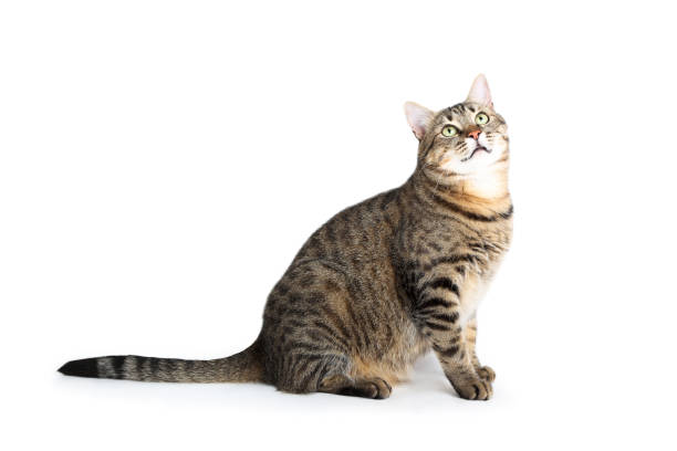 istock Beautiful cat sitting on white background 1169308060