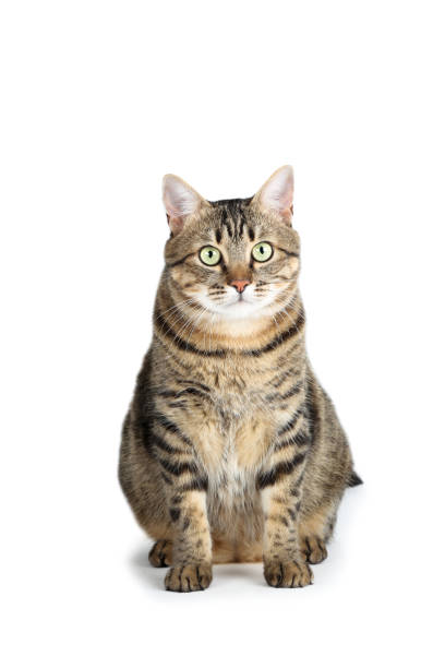 istock Beautiful cat sitting on white background 1169308111