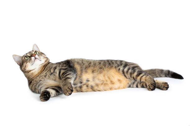 istock Beautiful cat lying on white background 1169308124