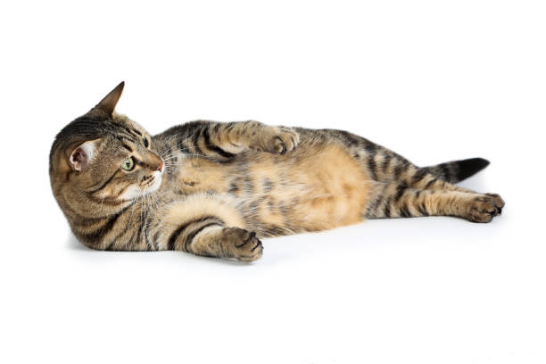 istock Beautiful cat lying on white background 1169308184