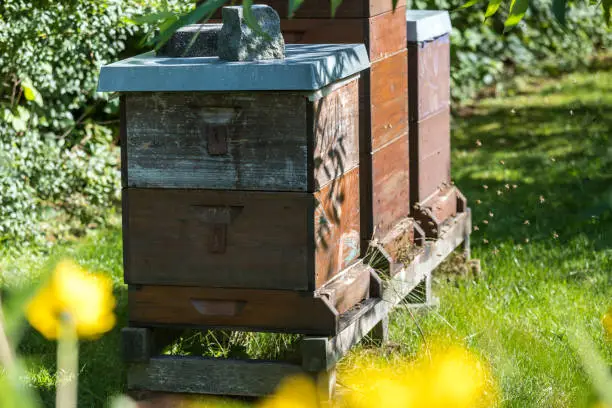 Photo of some behives in the nature