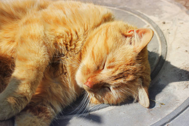 istock Beautiful red cat sleeping on the street 1169310548