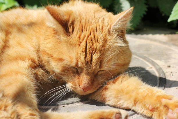 istock Beautiful red cat sleeping on the street 1169310651