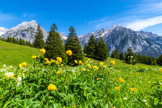 prati alpini parco naturale karwendel, austria, tirolo. - yellow landscapes nature park foto e immagini stock