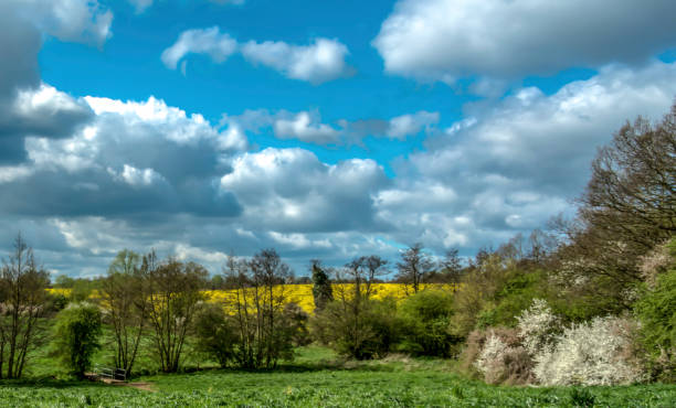 English Countryside Braintree Essex, just off Flitch Way. A very windy day. Beautiful summer colours and a great sense of movement braintree essex photos stock pictures, royalty-free photos & images